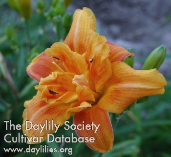 Daylily Double Doodah